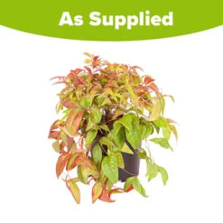 Nandina 'Fire Power' 13 Nandina 'Fire Power' -You Garden 510823 6