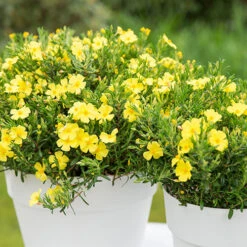 Halimium 'April Sun' In 2L Pot 10 Halimium 'April Sun' In 2L Pot -You Garden 510840 2