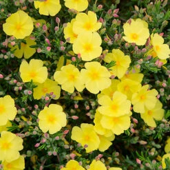 Halimium 'April Sun' In 2L Pot 11 Halimium 'April Sun' In 2L Pot -You Garden 510840 3