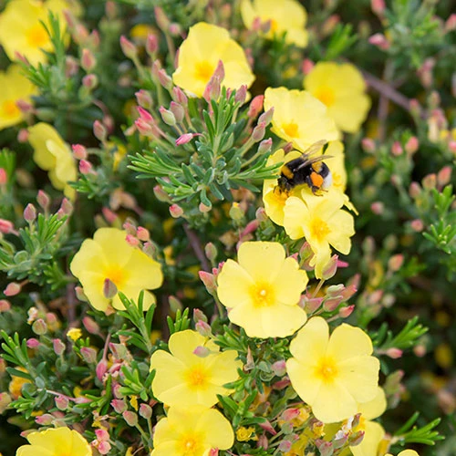 Halimium 'April Sun' In 2L Pot 6 Halimium 'April Sun' In 2L Pot - Image 6