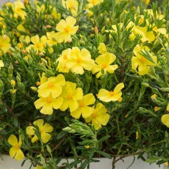 Halimium 'April Sun' In 2L Pot 14 Halimium 'April Sun' In 2L Pot -You Garden 510840 6