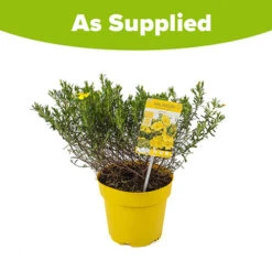 Halimium 'April Sun' In 2L Pot 15 Halimium 'April Sun' In 2L Pot -You Garden 510840 7