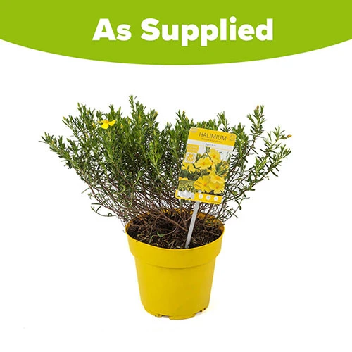 Halimium 'April Sun' In 2L Pot 8 Halimium 'April Sun' In 2L Pot - Image 8