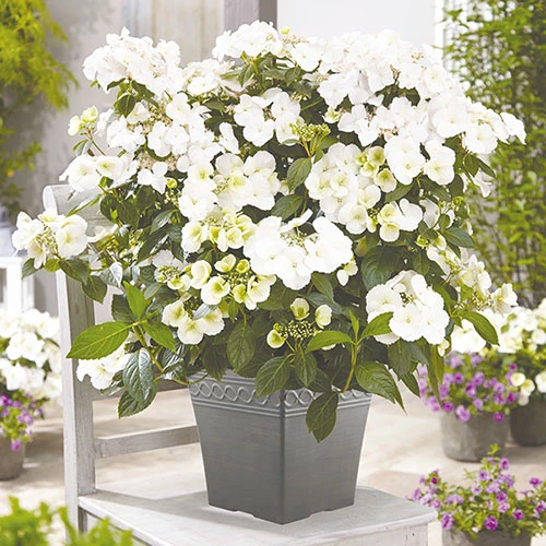 Hydrangea 'Runaway Bride' 1 Hydrangea 'Runaway Bride'