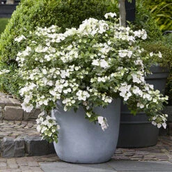 Hydrangea 'Runaway Bride' 11 Hydrangea 'Runaway Bride' -You Garden 510841 2