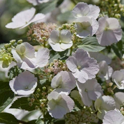 Hydrangea 'Runaway Bride' 12 Hydrangea 'Runaway Bride' -You Garden 510841 3