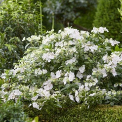 Hydrangea 'Runaway Bride' 13 Hydrangea 'Runaway Bride' -You Garden 510841 4
