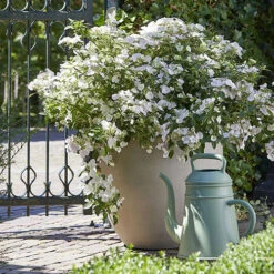 Hydrangea 'Runaway Bride' 15 Hydrangea 'Runaway Bride' -You Garden 510841 6