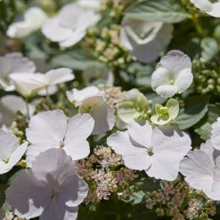 Hydrangea 'Runaway Bride' 16 Hydrangea 'Runaway Bride' -You Garden 510841 7