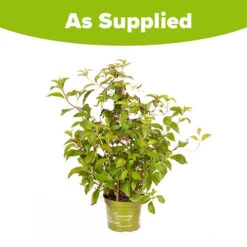 Hydrangea 'Runaway Bride' 17 Hydrangea 'Runaway Bride' -You Garden 510841 8