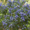 Californian Lilac Ceanothus Thyrsiflorus Var. Repens