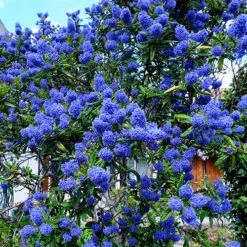 Californian Lilac Ceanothus Thyrsiflorus Var. Repens -You Garden 510886 2