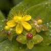 Hypericum 'Miracle Attraction'