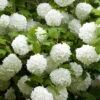 Snowball Tree Viburnum Opulus 'Roseum'