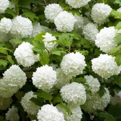 Snowball Tree Viburnum Opulus 'Roseum'