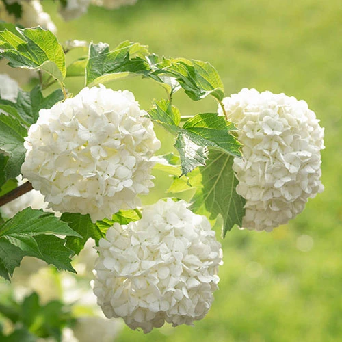 Snowball Tree Viburnum Opulus 'Roseum' 2 Snowball Tree Viburnum Opulus 'Roseum' - Image 2