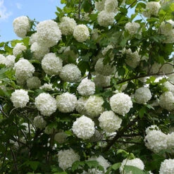 Snowball Tree Viburnum Opulus 'Roseum' 5 Snowball Tree Viburnum Opulus 'Roseum' -You Garden 510895 2