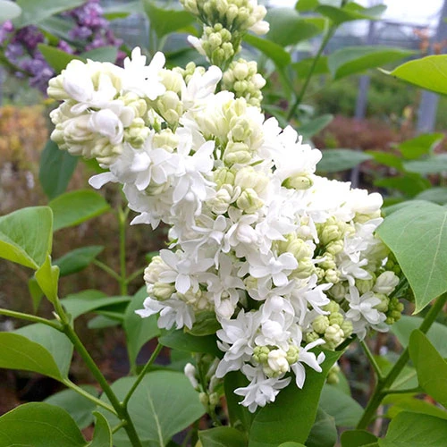 French Lilac Syringa Vulgaris ?Madame Lemoine' 1 French Lilac Syringa Vulgaris ?Madame Lemoine'