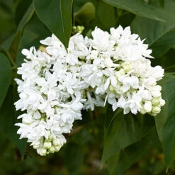 French Lilac Syringa Vulgaris ?Madame Lemoine' 5 French Lilac Syringa Vulgaris ?Madame Lemoine' -You Garden 510908 2