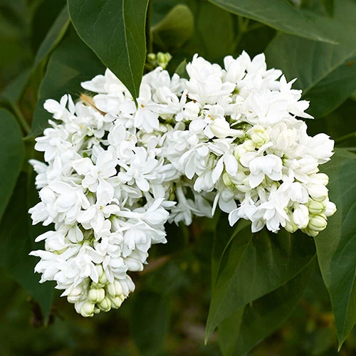 French Lilac Syringa Vulgaris ?Madame Lemoine' 3 French Lilac Syringa Vulgaris ?Madame Lemoine' - Image 3
