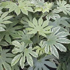 Caster Oil Plant Fatsia Japonica 'Spider's Web' -You Garden 510910 1