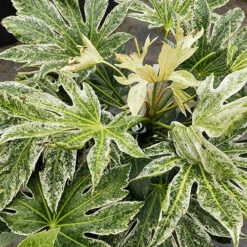 Caster Oil Plant Fatsia Japonica 'Spider's Web' -You Garden 510910 3