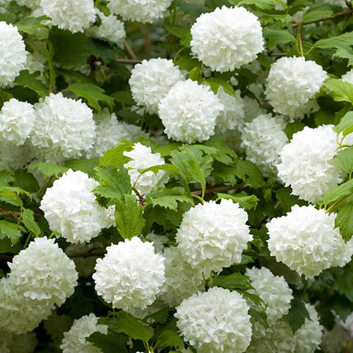 Viburnum 'Eskimo' Standard 1 Viburnum 'Eskimo' Standard