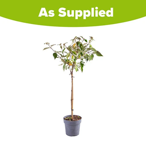 Viburnum 'Eskimo' Standard 3 Viburnum 'Eskimo' Standard - Image 3