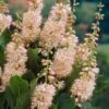 Summersweet Clethra Alnifolia 'Pink Spire'