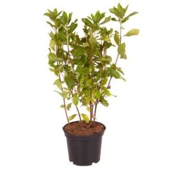 Summersweet Clethra Alnifolia 'Pink Spire' -You Garden 510958 2