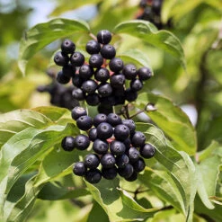 Cornus Sanguinea 'Anny's Winter Orange' -You Garden 510959 2