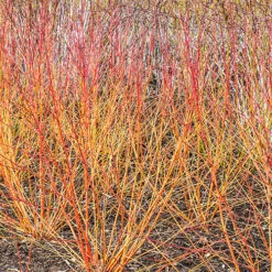 Cornus Sanguinea 'Anny's Winter Orange' -You Garden 510959 3