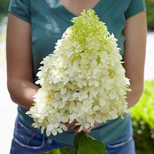 Hydrangea Paniculata 'Skyfall' 2 Hydrangea Paniculata 'Skyfall' - Image 2