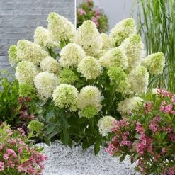 Hydrangea Paniculata 'Skyfall' 8 Hydrangea Paniculata 'Skyfall' -You Garden 510964 2