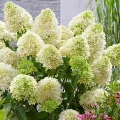 Hydrangea Paniculata 'Skyfall' 9 Hydrangea Paniculata 'Skyfall' -You Garden 510964 3