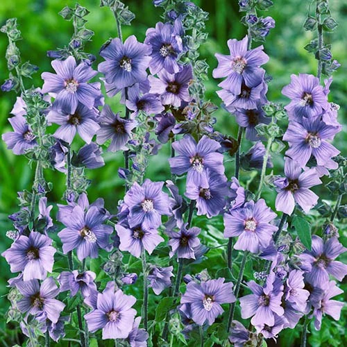 Tree Mallow Lavatera 'Blue Bird' 1 Tree Mallow Lavatera 'Blue Bird'