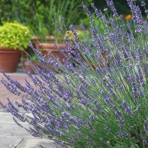 Lavender Lavandula Intermedia 'Phenomenal' 1 Lavender Lavandula Intermedia 'Phenomenal'