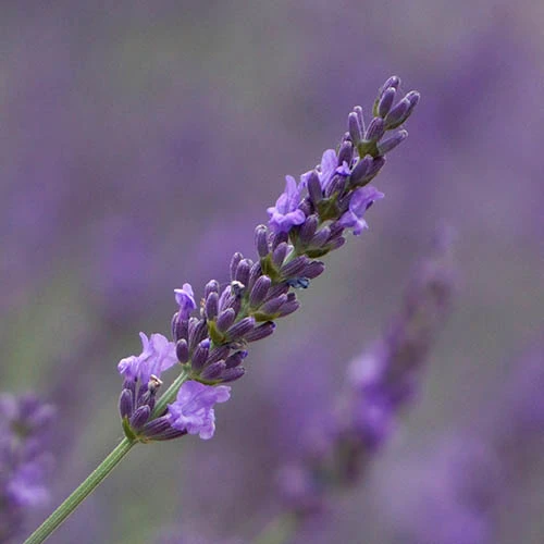 Lavender Lavandula Intermedia 'Phenomenal' 2 Lavender Lavandula Intermedia 'Phenomenal' - Image 2