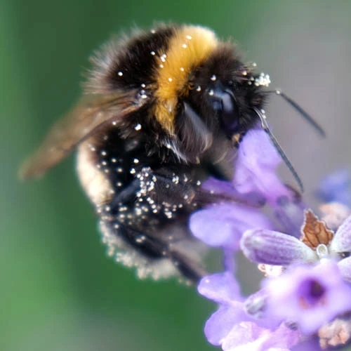 Lavender Lavandula Intermedia 'Phenomenal' 3 Lavender Lavandula Intermedia 'Phenomenal' - Image 3