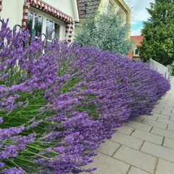 Lavender Lavandula Intermedia 'Phenomenal' 12 Lavender Lavandula Intermedia 'Phenomenal' -You Garden 510967 3