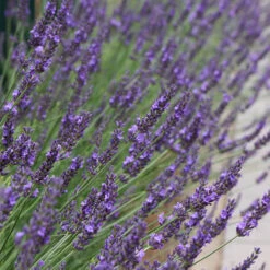 Lavender Lavandula Intermedia 'Phenomenal' 15 Lavender Lavandula Intermedia 'Phenomenal' -You Garden 510967 6