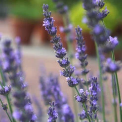 Lavender Lavandula Intermedia 'Phenomenal' 16 Lavender Lavandula Intermedia 'Phenomenal' -You Garden 510967 7
