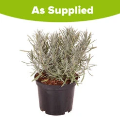 Lavender Lavandula Intermedia 'Phenomenal' 17 Lavender Lavandula Intermedia 'Phenomenal' -You Garden 510967 8