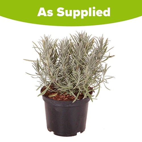 Lavender Lavandula Intermedia 'Phenomenal' 9 Lavender Lavandula Intermedia 'Phenomenal' - Image 9