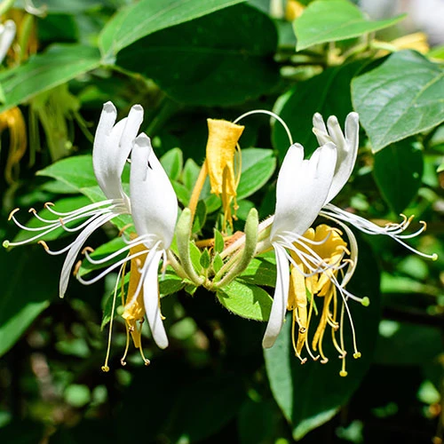 Honeysuckle Lonicera 'Honey Baby' 1 Honeysuckle Lonicera 'Honey Baby'