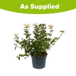 Honeysuckle Lonicera 'Honey Baby' 5 Honeysuckle Lonicera 'Honey Baby' -You Garden 510968 2