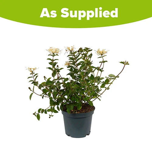 Honeysuckle Lonicera 'Honey Baby' 3 Honeysuckle Lonicera 'Honey Baby' - Image 3