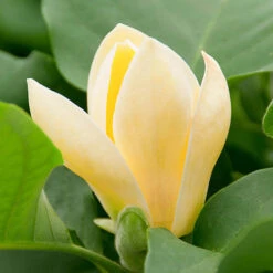 Magnolia ? Brooklynensis 'Yellow Bird' -You Garden 510969 2