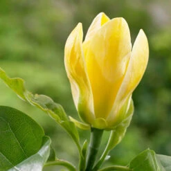 Magnolia ? Brooklynensis 'Yellow Bird' -You Garden 510969 3