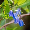 Sollya Heterophylla 'Australian Bluebell Creeper'